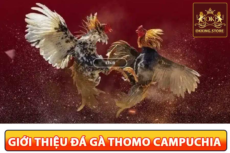 Giới thiệu đá gà thomo campuchia